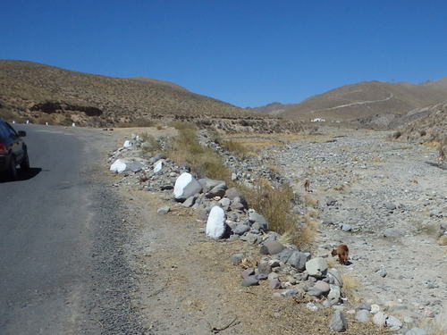 Two open range Lamas.